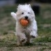 dog running and holding a ball in mouth