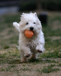 dog running and holding a ball in mouth