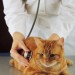 Doctor checking cat with stethoscope