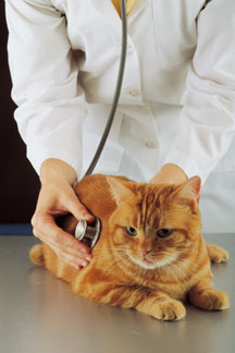 Doctor checking cat with stethoscope