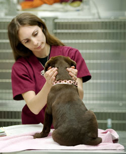 technician Caring and checking for dog