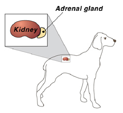 Endocrinology - show Adrenal gland