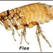 a flea