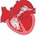 picture of animal heart