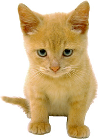 a yellowish kitten