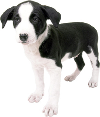 a black and white puppy