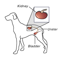 dog image with Renal Dysplasia