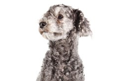 Close up of a dog's head and neck