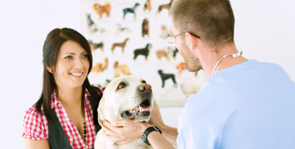 picture of vet looking at a dog