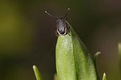 picture of a tick