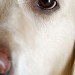 close-up of the eye of a retriever dog