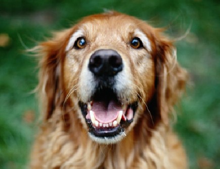 head-shot of a dog