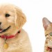 picture of a dog and cat