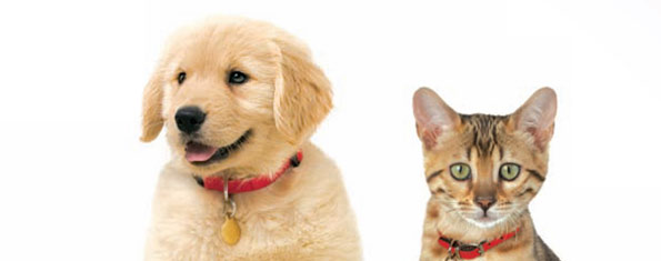 picture of a dog and cat