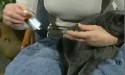 picture of cat getting ear drops