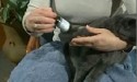 picture of cat getting liquid medicine