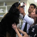 dr rahmin checking a patients tooth