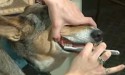 dog getting its teeth brushed