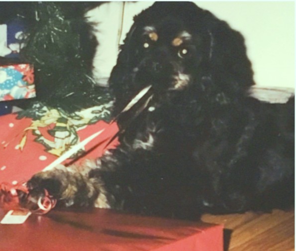 A clinic dog opening a christmas present