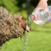 A dog drinking water out of a water bottle