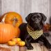 Black Labrador sitting next to a pumpkin